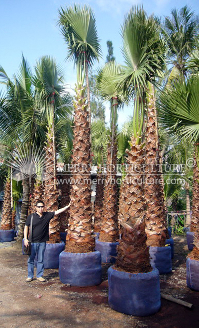 Washingtonia robusta